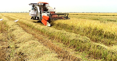 Tìm “đầu ra” 
cho cánh đồng lớn