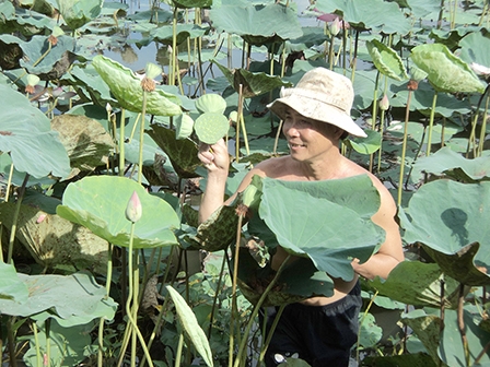 Trồng sen thu nhập cao