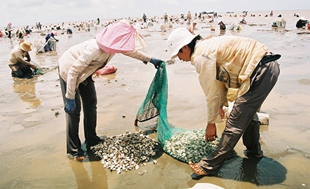 Quản lý và khai thác 
nghêu hiệu quả
