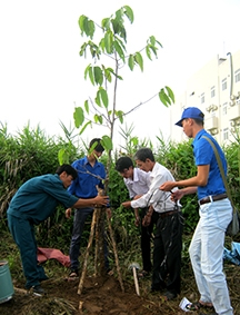 Để đô thị thêm xanh