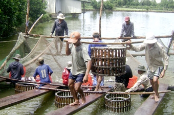 ĐBSCL: Giá cá tra nguyên liệu xuất khẩu giảm