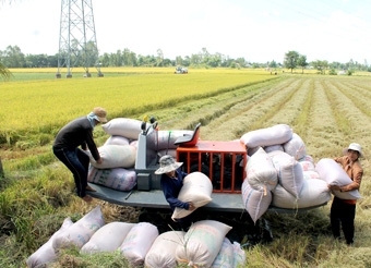 Nông dân thu hoạch lúa hè thu sớm, lợi nhuận tương đối khá