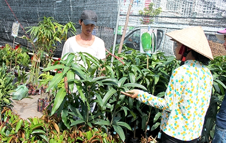 Giống cây ăn trái thuận lợi đầu ra
