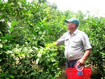 Làm giàu từ chanh bông tím và xoài Đài Loan