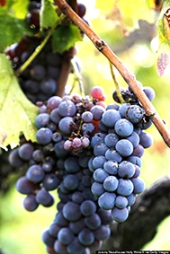 Ăn nho thường xuyên giúp 

bảo vệ mắt