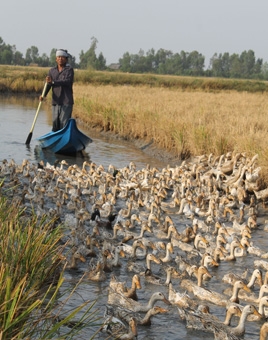 Nghề vịt chạy đồng