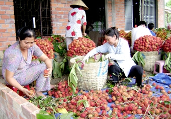 Nâng cao chất lượng trái cây đặc sản