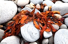 Hy vọng kéo dài tuổi thọ 
cho bệnh nhân xơ nang