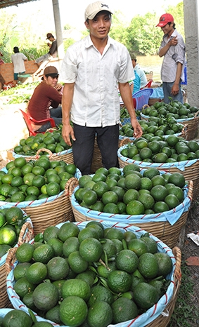 Tam Bình phát triển 
thương hiệu cam sành