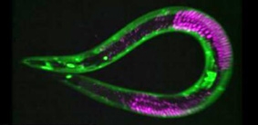 Triển vọng chế tạo thuốc “trẻ mãi không già”