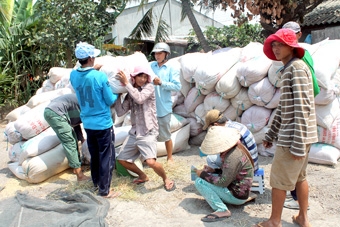 Thực hiện tái cơ cấu ngành lúa gạo như thế nào?