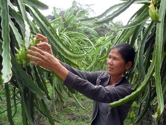 Khấm khá nhờ thanh long ruột tím hồng