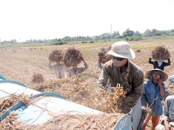 Nông dân lại “ngán” đậu nành !