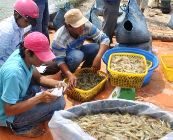 Giá tôm thẻ chân trắng có thể tăng thêm 15%