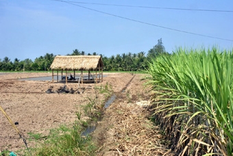 CÂY MÍA CÓ TIẾP TỤC Ở LẠI CÙNG NÔNG DÂN CÙ LAO DUNG?