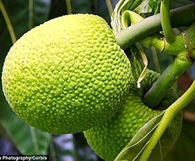 Sa kê - nguồn thực phẩm 
có tiềm năng nuôi sống thế giới