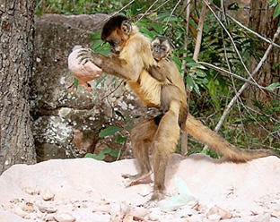 Thức ăn khan hiếm đã thúc đẩy não người tiến hóa lớn hơn