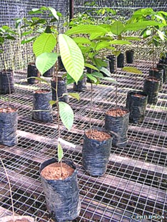 Carbohydrate giúp cây 
chống chọi hạn hán