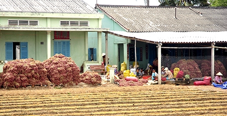Hành tím tồn kho, nông dân gặp khó