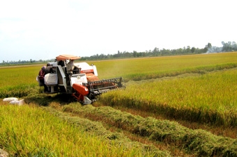 CHUYỂN ĐỔI SẢN XUẤT LÚA TỪ “LƯỢNG” SANG “CHẤT”