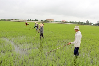 Lúa hè thu trúng mùa, được giá