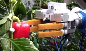 Robot thu hoạch trái cây