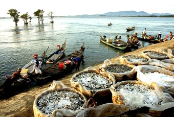 Nước mắm cá linh - đặc sản vùng sông nước Nam bộ