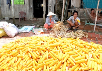 Trồng bắp lai cho lợi nhuận khá