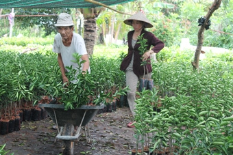 Nguồn cung cây giống dồi dào