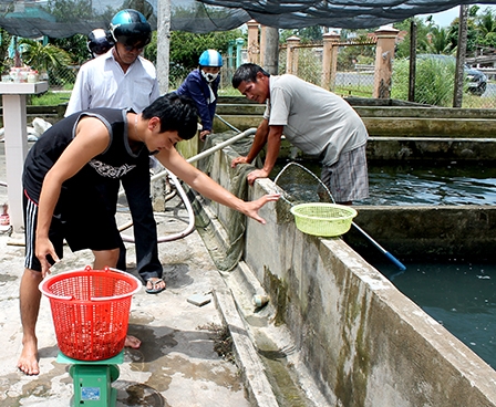 Nhu cầu cá giống tăng mạnh