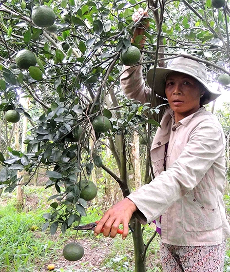 Người dân ồ ạt trồng cam