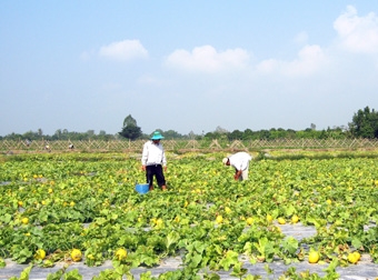Chú trọng khâu bảo quản, 
nâng cao chất lượng rau màu