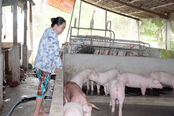 Giá heo hơi tăng, người nuôi 
“hồi hộp” tái đàn