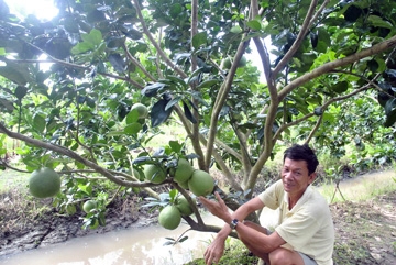 “Đệ nhất” bưởi da xanh