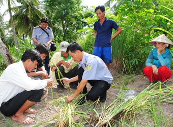 Thất thu sau khi dùng thuốc dưỡng lúa
