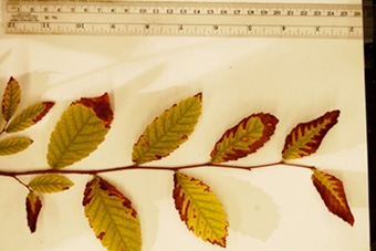 Phát triển giải pháp nhận biết 
khu vực có bom mìn dựa vào cây cối