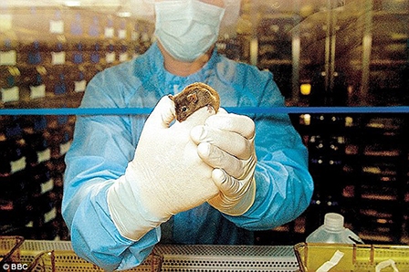 Nuôi cấy thành công nội tạng trong cơ thể sống