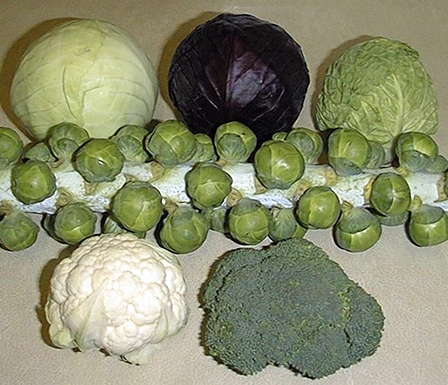 Đột phá về nghiên cứu gien có thể làm thay đổi mùi vị rau củ