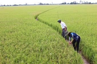 Lúa chất lượng cao chiếm tỷ lệ trên 70% trong vụ lúa thu đông 2014