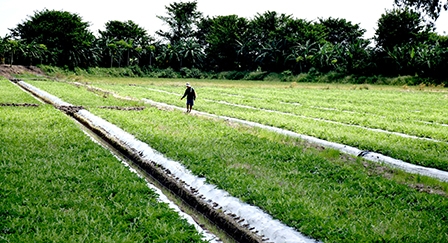 Hướng tới nền nông nghiệp 
thân thiện môi trường