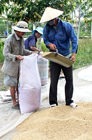 Lúa thu đông thu hoạch sớm, nông dân thu lợi nhuận khoảng 1- 1,5 triệu đồng/công lúa