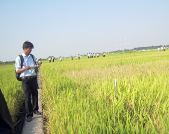 Liên kết nâng cao chất lượng giống lúa