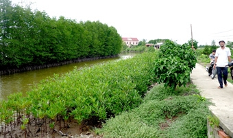 “Kè mềm” chắn lở