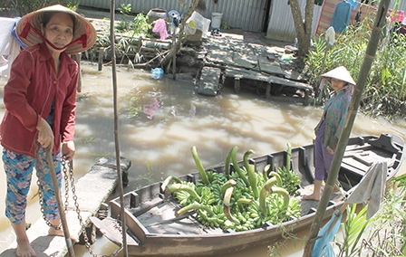 Thương lái “săn” tìm mua chuối già và chuối cau