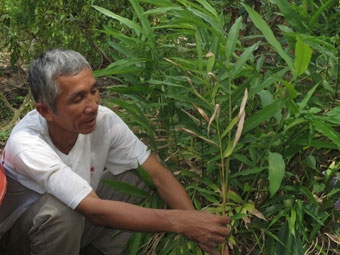 Trồng thảo dược dưới tán rừng