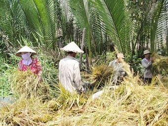 Sóc Trăng: NÔNG DÂN GẶP KHÓ KHĂN TRONG THU HOẠCH LÚA