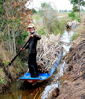 Nông dân Cà Mau 
bất an trước vụ mía mới
