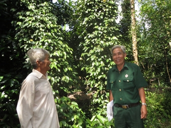 Trồng tiêu xen canh