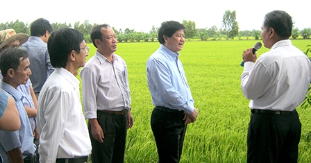 Giúp nông dân trồng lúa 
tiếp cận giống xác nhận