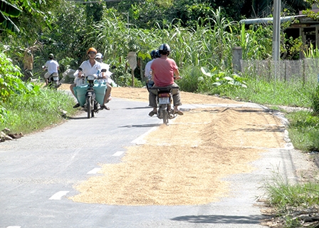 Phơi lúa trên lộ: nguy cơ xảy ra tai nạn giao thông